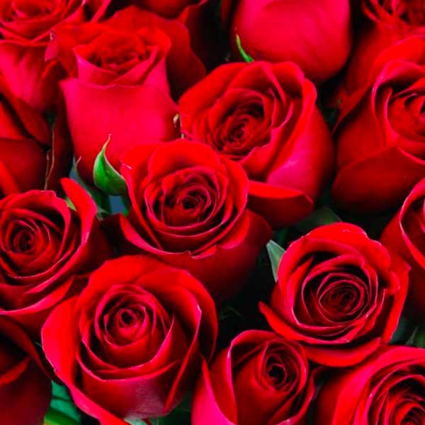 red-roses-01